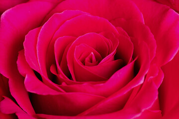 close up of pink rose