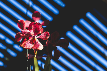 Pink orchid with artistic shadows