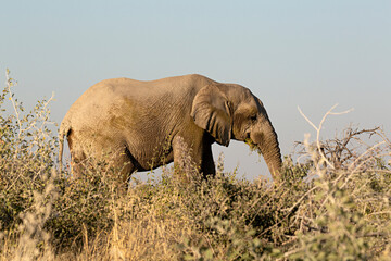 Elefante comiendo en el parque nacional Kruger, Sudáfrica.