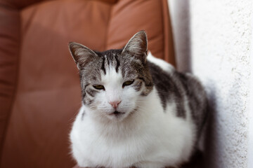 Fototapeta premium Portrait of beautiful adult cat resting outdoor, close up