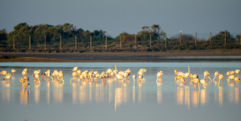 a flamingo colony in the waters of the Bay of Cadiz Nature Park in southern Spain
