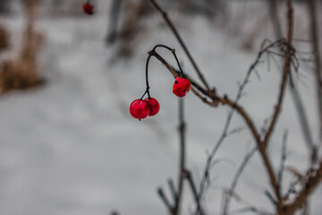 Red berry potassium hangs on the branches of the bush on a cold winter day