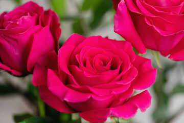 pink roses in the garden
