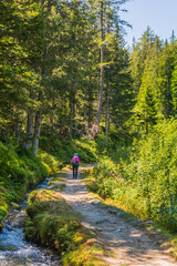 A hiker walking the Tour du Mont Blanc trail along a forest stream, Switzerland Alps