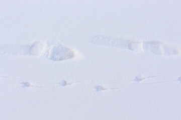 People, birds and animals left footprints in the first snow