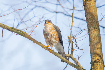 Sparrowhawk sits on a branch on a sunny day