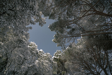 Snowy trees from below in winter.