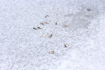 
Small fish lies on the ice of the lake near the hole. This is a winter fishing trophy