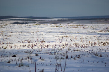 Harvested field in the snow