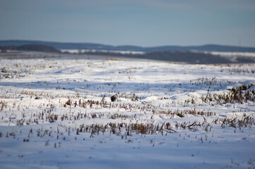 Harvested field in the snow