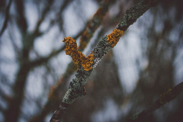 Yellow fungus and moss on a dry tree branch on a gloomy cloudy day