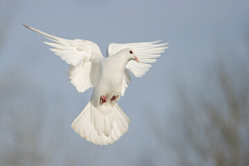 white dove flies beautifully on a sunny day