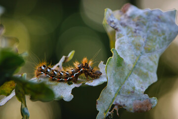 a large furry caterpillar on the leaves. Macro pictures, beautiful nature. pests, close-up of a beautiful multi-colored caterpillar - butterflies. leaves in the forest, park or garden, bokeh