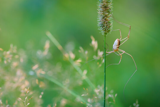 Pholcus phalangioides. spider Pholcidae sits on a thorn of grass on a green background. Spider outside in nature on a blade of grass with a blurred background. close-up, haymaker spider