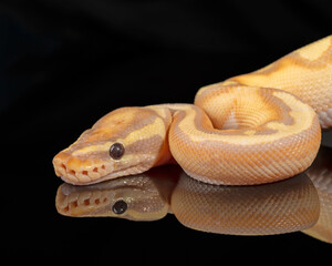 Banana Enchi Ball Python