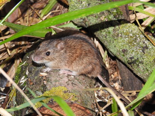 Field mouse close-up