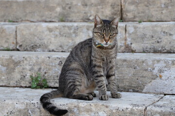 Chat assis sur les marches