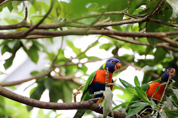 Loriquet à tête bleue
