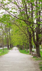 Fototapeta na wymiar Slovenia, Maribor, alley in the park