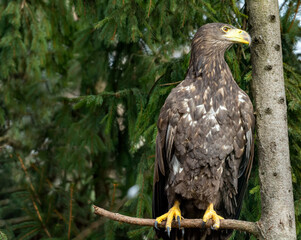 White-tailed eagle sitting on a Christmas tree branch