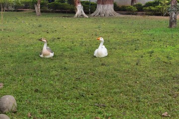 two white ducks sitting on grass in a park