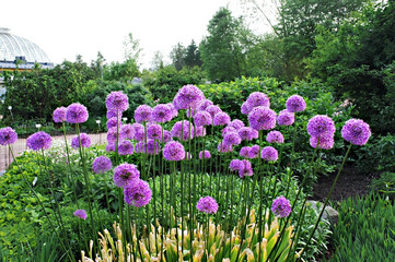 Purple giant onion flowers blooming in the Helsinki Botanical Garden in spring, Allium giganteum, purple pink flowers, springtime