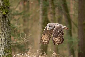 Closeup flying great grey owl from side view with wings in down position. Strix nebulosa