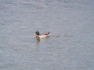 ducks swimming in the lake