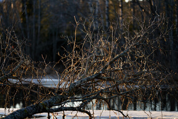 Nature photos from a large lake just outside Oslo, Norway. Bogstadvannet it is called. It is a cold day and the ice is glazing in the sunshine.  Shot in january.