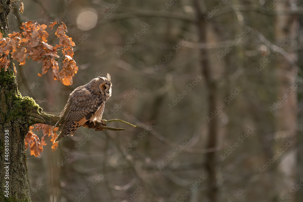 Aufkleber Long-eared owl sitting on tree branch with blurred forest on the background. Copy space on the right side.
