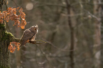 Long-eared owl sitting on tree branch with blurred forest on the background. Copy space on the right side.