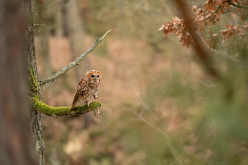Tawny owl walking on the mossy tree branch. Autumn theme.