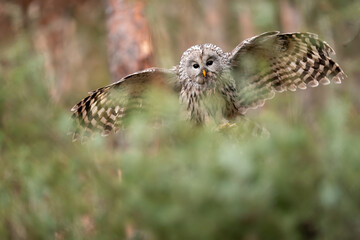 Ural owl landing with hunted mouse in his beak. Strix uralensis