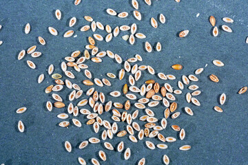 Indian flea seeds photographed in the studio against a black background