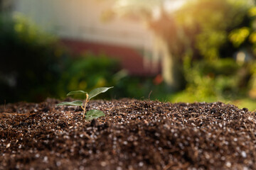 Small tree growing with sunrise. green world and earth day concept. Seedlings or plants illuminated by the side light.