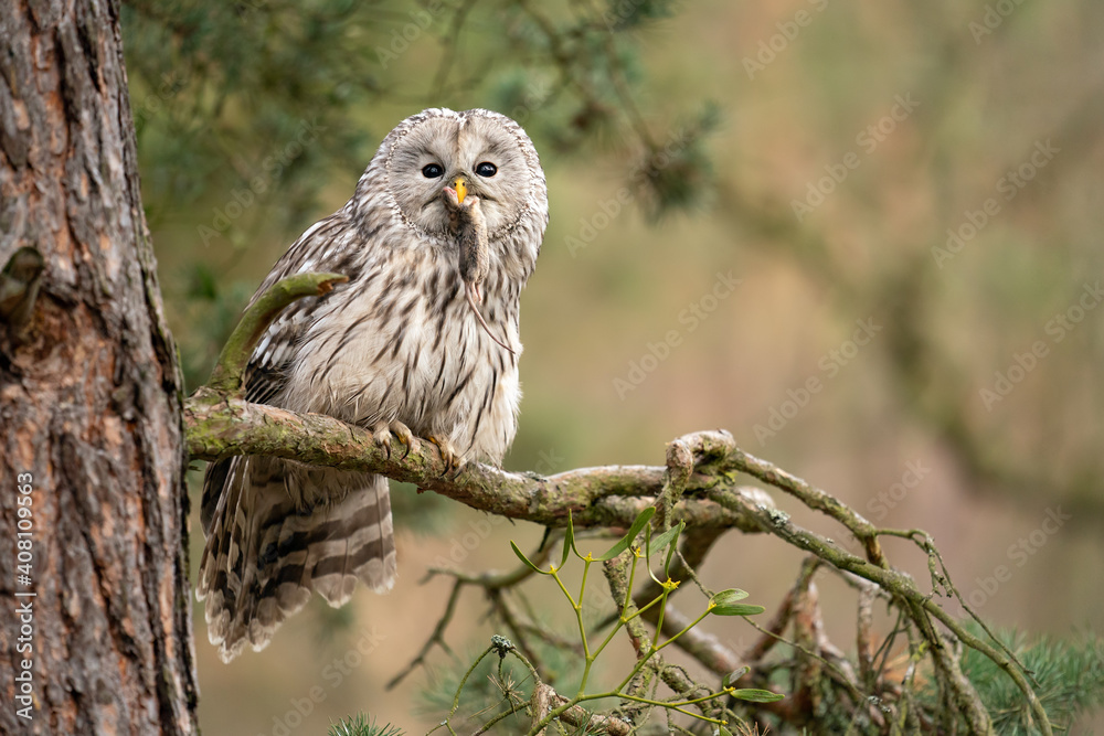 Aufkleber owl sitting on a coniferous tree with haunted mouse in his beak. strix uralensis