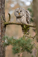 Ural owl in the forest looking ahaed to the camera. Strix uralensis