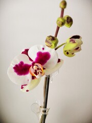 purple and white blossom orchid and buds on a stem, close up