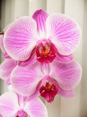 Fototapeta na wymiar pink orchid flower, blossoms, close up