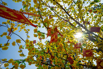 Ochna integerrima (Hoa Mai) tree with lucky money. Traditional culture on Tet Holiday in Vietnam. Text in photo mean Happy New Year.