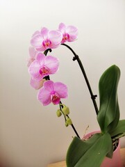pink orchid blossoms with buds, flowers, close up