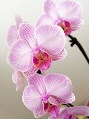 pink orchid blossoms, flowers, close up