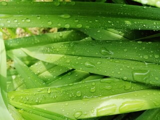 Morning dew on green grass, close up