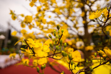Hoa Mai tree (Ochna Integerrima) flower, traditional lunar new year (Tet holiday) in Vietnam. Two tulips pointing at the sky next to the forest yellow tulips symbolizing glory.