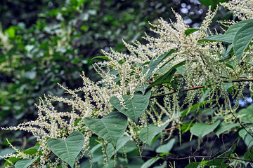 Japanischer Staudenknöterich ( Fallopia japonica ).