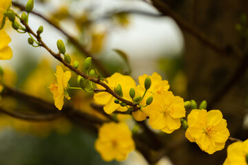 Hoa Mai tree (Ochna Integerrima) flower, traditional lunar new year (Tet holiday) in Vietnam. Two tulips pointing at the sky next to the forest yellow tulips symbolizing glory.