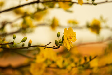 Hoa Mai tree (Ochna Integerrima) flower, traditional lunar new year (Tet holiday) in Vietnam. Two tulips pointing at the sky next to the forest yellow tulips symbolizing glory.