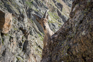 an unexpected encounter with a funny mountain goat in the mountains