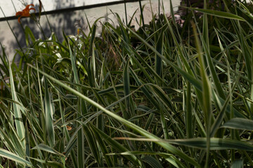 green grass side view against the background of a little blue sky with clouds
