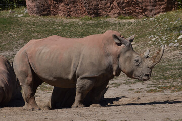 Rhino